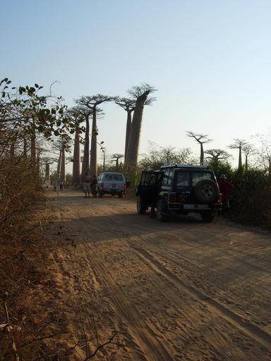 4x4 dans l'allée des baobabs