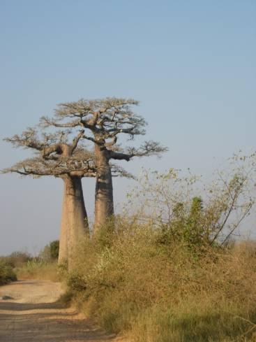 Baobabs jumeaux