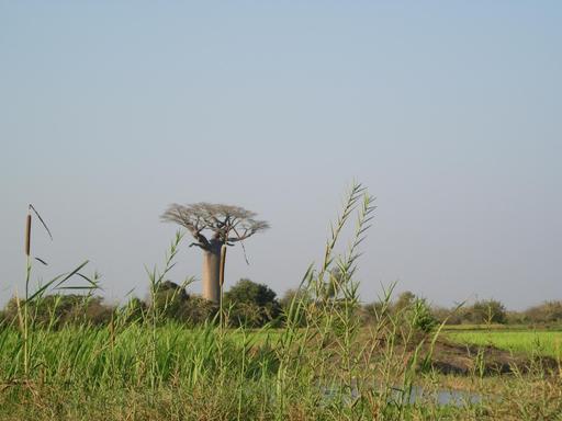 Les roseaux cotoient le baobab