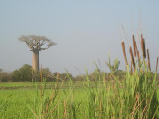 Les roseaux cotoient le baobab