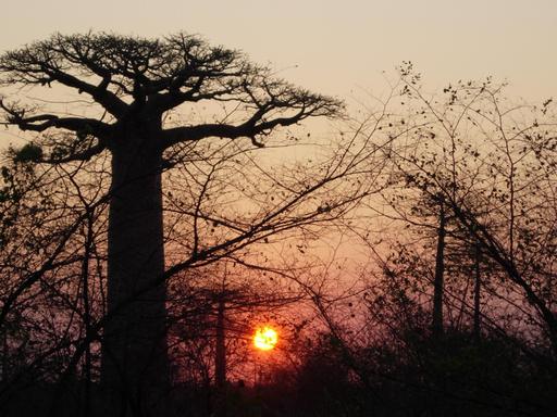 Coucher de soleil dans les baobabs