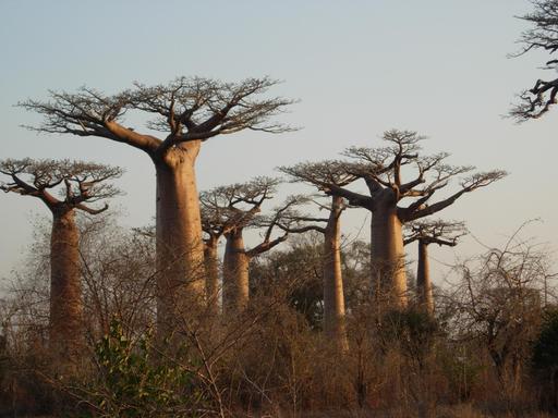 Plusieurs baobabs dans la forêt
